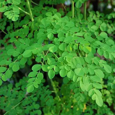 LavaSlim Ingredient Moringa 