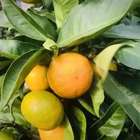 Ingredient Citrus Aurantium