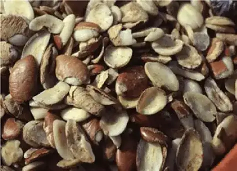 LavaSlim Ingredient Irvingia 